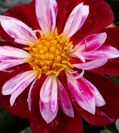 Dahlia Starsister® Red & White